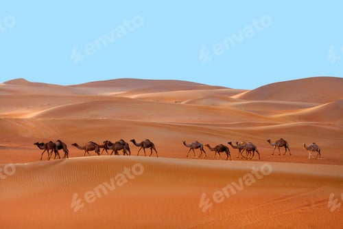 Preview: Caravan of Middle Eastern camels walking in the desert in Liwa, Western Region, UAE