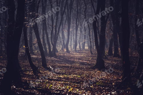 Preview: Dark forest in a misty autumn morning