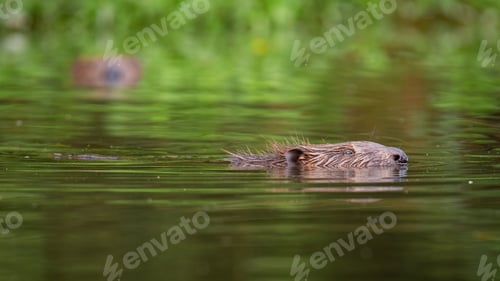 Preview: Eurasian beaver peeking out of the water in summer