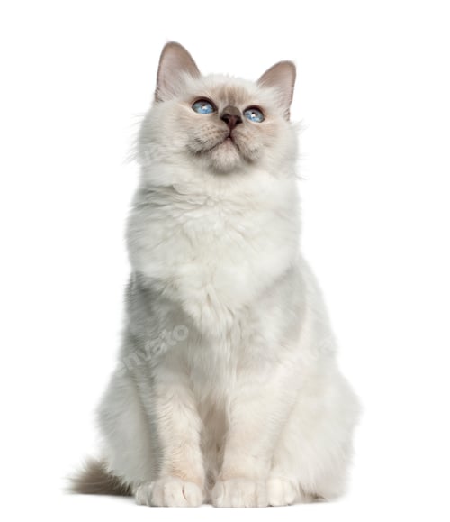 Preview: Birman, 5 months old against white background