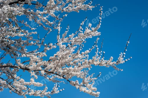 Preview: cherry blossom or sakura against a clear blue sky