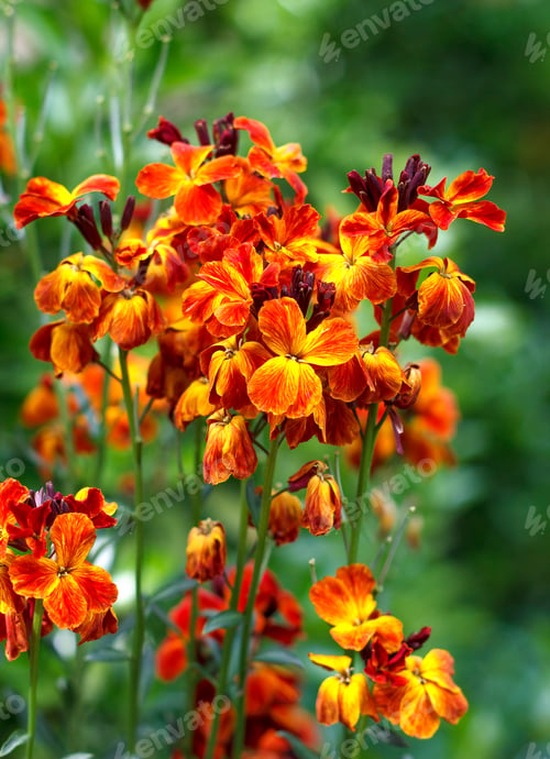Preview: colored flowers