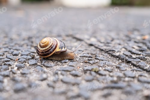 Preview: Snail on an asphalt road, on a blurred background.