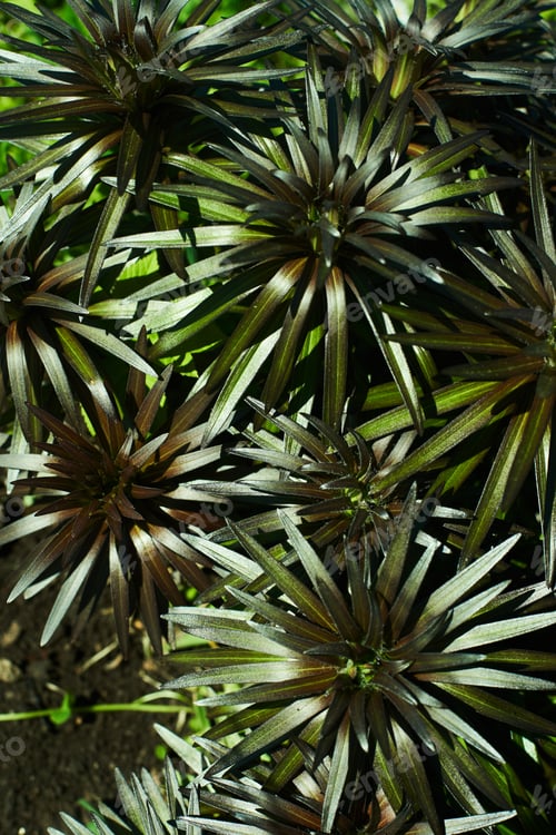 Preview: Flower background of Lily leaves without flowers.