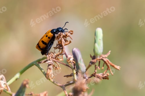 Preview: Orange beetle with black dots on a flower. Mylabris quadripunctata