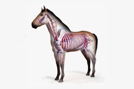 Visualização: Cavalo animado: pele, esqueleto e sistema vascular