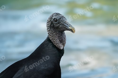 Preview: Black vulture face (Coragyps atratus)