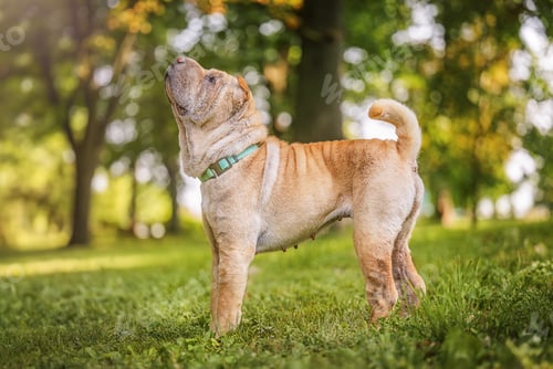 Preview: Shar pei purebred dog brown color walking on the grass