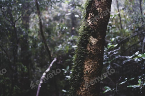 Preview: view of tropical forest, Khao Yai National Park, Thailand
