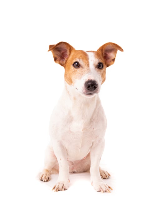 Preview: dog jack russell terrier looks up on a white background