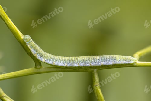 Preview: Caterpillar of Orange tip
