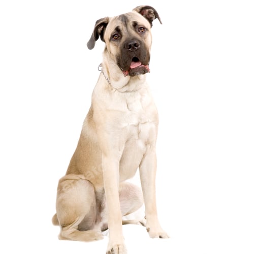 Preview: Cane Corso Italiano