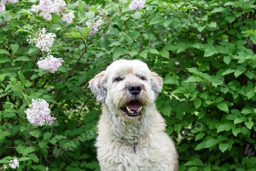 Preview: Cute smiling South Russian Shepherd Dog for a walk in a summer park on a background of lilac bushes.