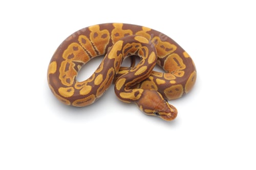 Preview: Snake Ball python isolated on white background