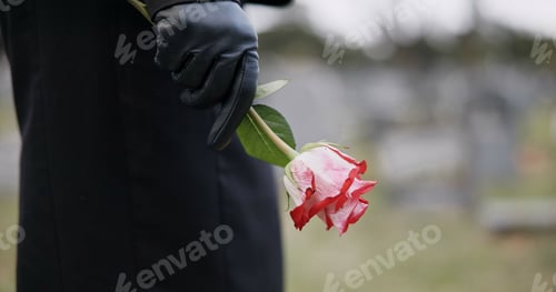 Preview: Funeral, cemetery and hands of person with flower for remembrance, ceremony and memorial service. D