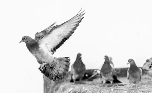 Preview: Pigeon mid-flight