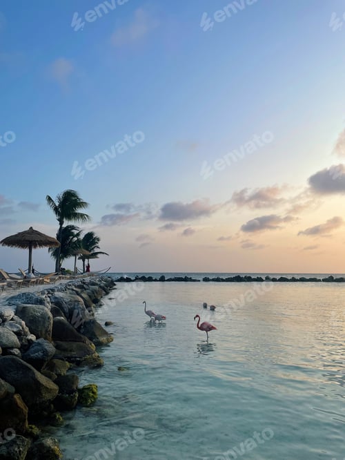 Preview: Paradise Aruba