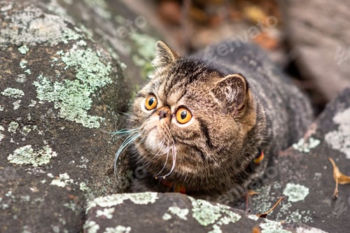 Preview: A cute brown tabby exotic shorthair breed of cats sitting
