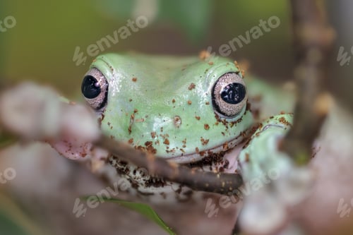 Preview: Australian blue tree frog, litoria (Litoria caerulea).
