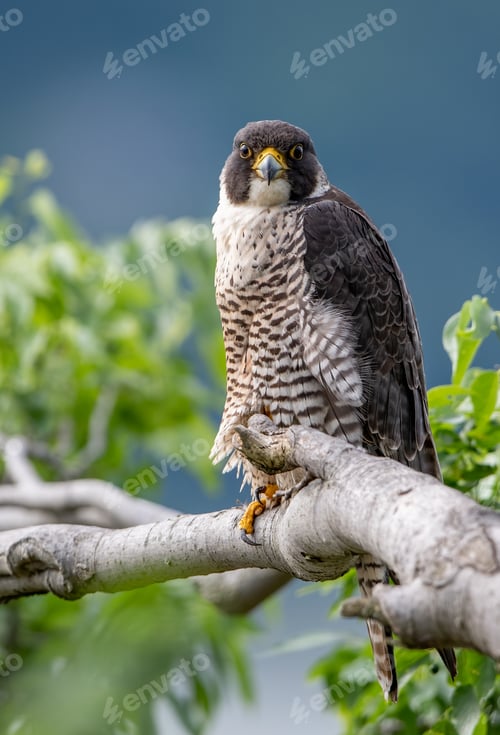 Preview: Peregrine Falcon Portrait