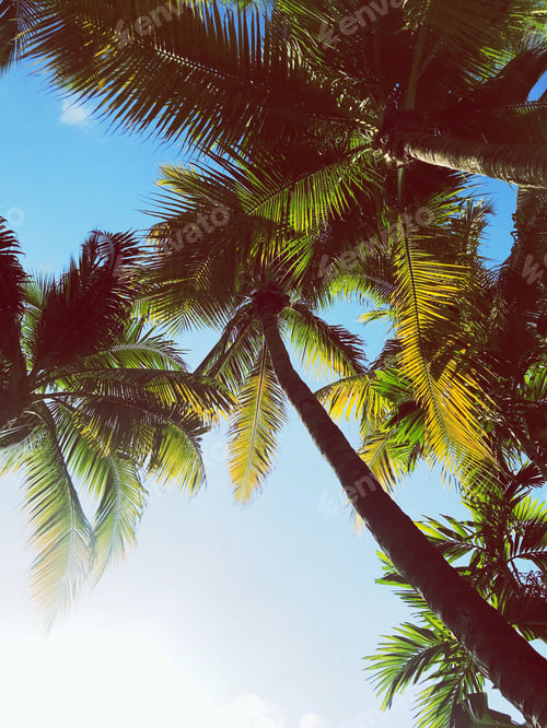 Preview: Palms of Miami