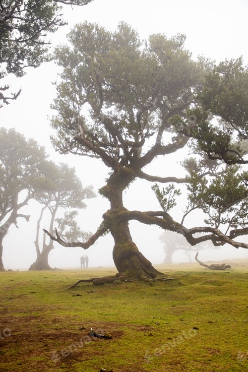 Preview: fanal laurel forest in madeira with majestic ancient trees