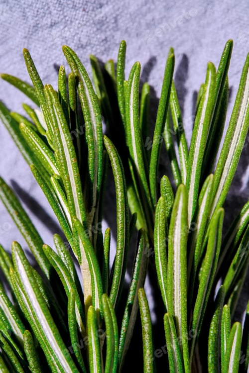 Preview: Fresh rosemary on a background of blue fabric.