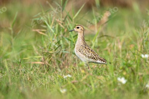 Preview: Close up of Pacific Golden plover bird in the grass