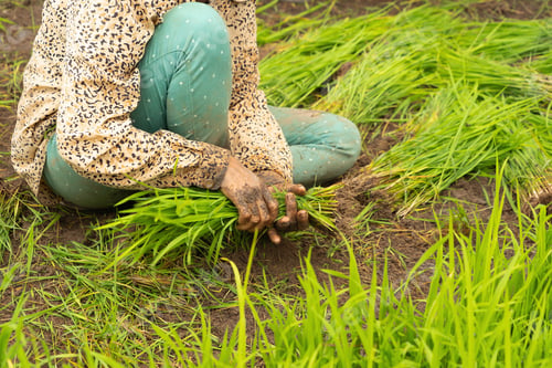 Preview: Fresh paddy rice, green agricultural field in countryside or rural area in Asia. Nature landscape.