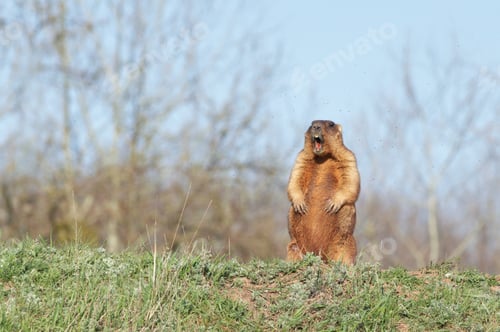 Preview: bobak marmot standing on hind legs
