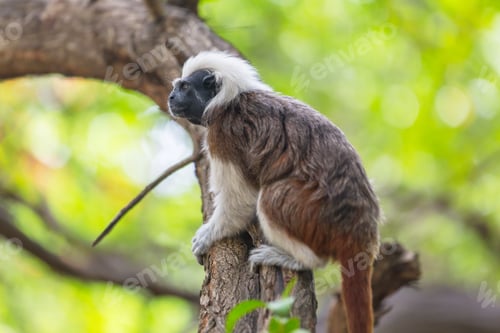 Preview: Tamarin