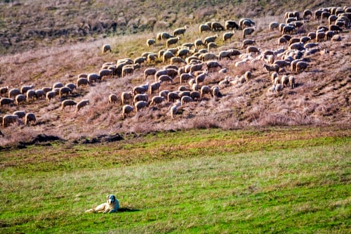 Preview: Flock of sheep guarded by sheepdog in Italy