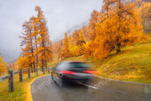 Preview: Asphalt road in the middle of the autumn forest. Transportation and road trips.