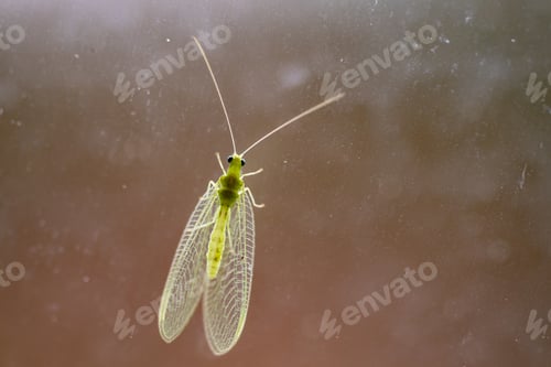 Preview: Closeup translucent green bug on window