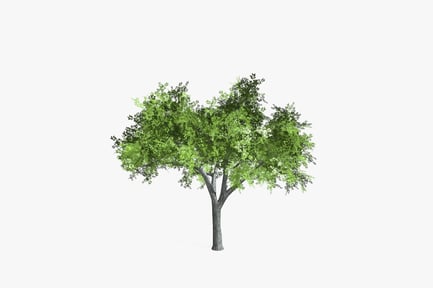 Preview: Broad-canopied tree with thick trunk