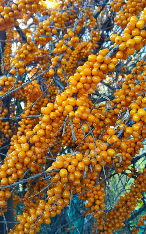Preview: Sea-buckthorn branches with bright ripe berries
