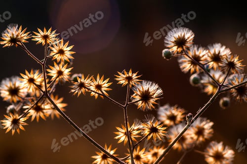 Preview: Wild flower in meadow, grass flower Nature background.