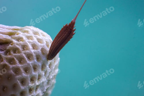 Preview: Dandelion flower seed closeup blurred background