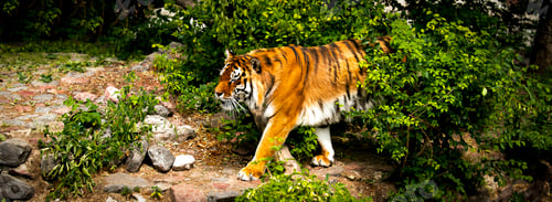 Preview: Forceful large siberian amur tiger walking green area zoo jungle forest wilderness, animal wildlife