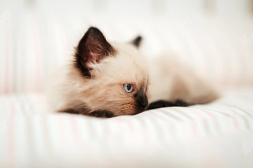 Preview: Cute white little kitten with black ears is snuggled up in a white bed while trying to sleep. Isolat