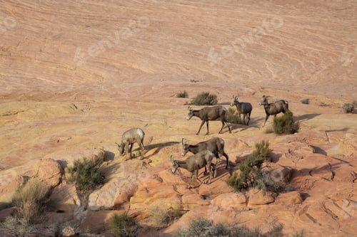 Preview: A family of female Desert Bighorn Sheep in Valley of Fire