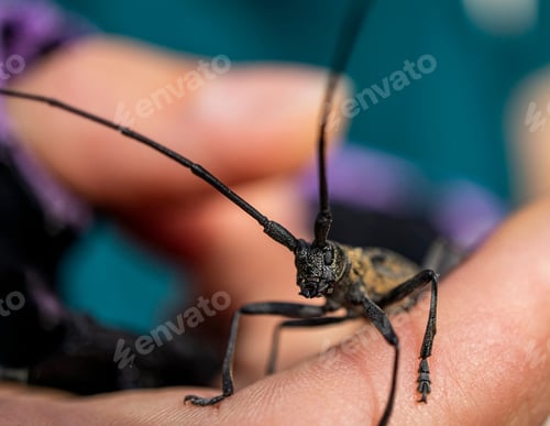 Preview: Big black capricorn beetle in human hand