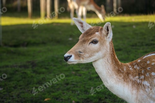 Preview: White-tailed deer in a grassy meadow