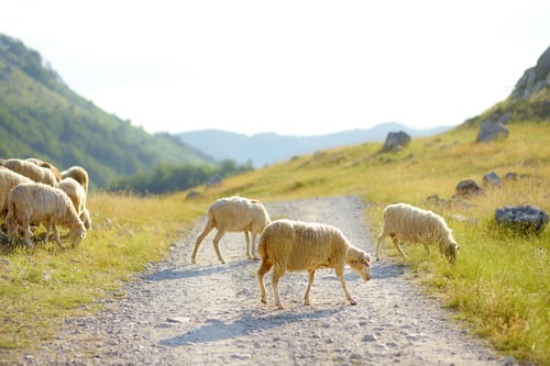 Preview: Herd of sheeps with tags on ears are grazing on pasture in a mountain valley.