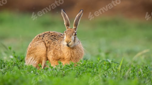 Preview: Brown hare staring from clover field in springtime nature