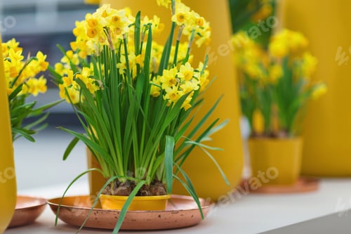 Preview: Yellow daffodils or jonquils and narcissus in flower pot