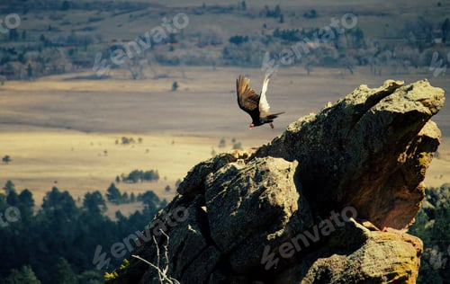 Preview: Scenic view of a Turkey Vulture fling in Colorado Mountains