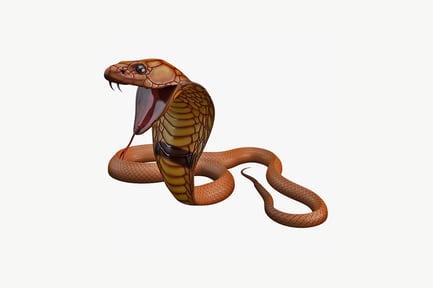 Preview: Coiled cobra with exposed fangs and extended tongue
