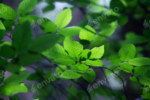 Preview: bright green leaves summer nature background
