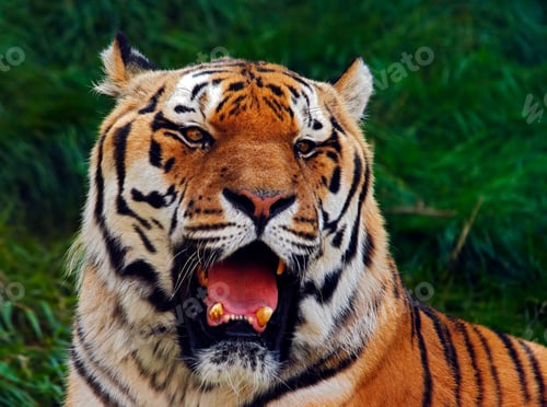 Preview: Old Siberian tiger